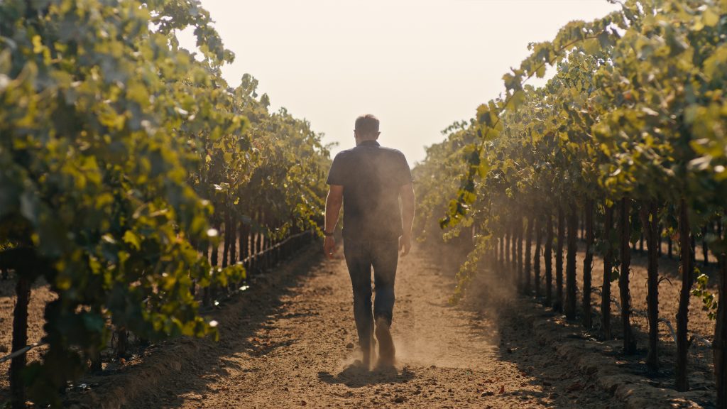 A man walking down a dirt path between rows of grapevines in a vineyard, with dust being kicked up as they walk.