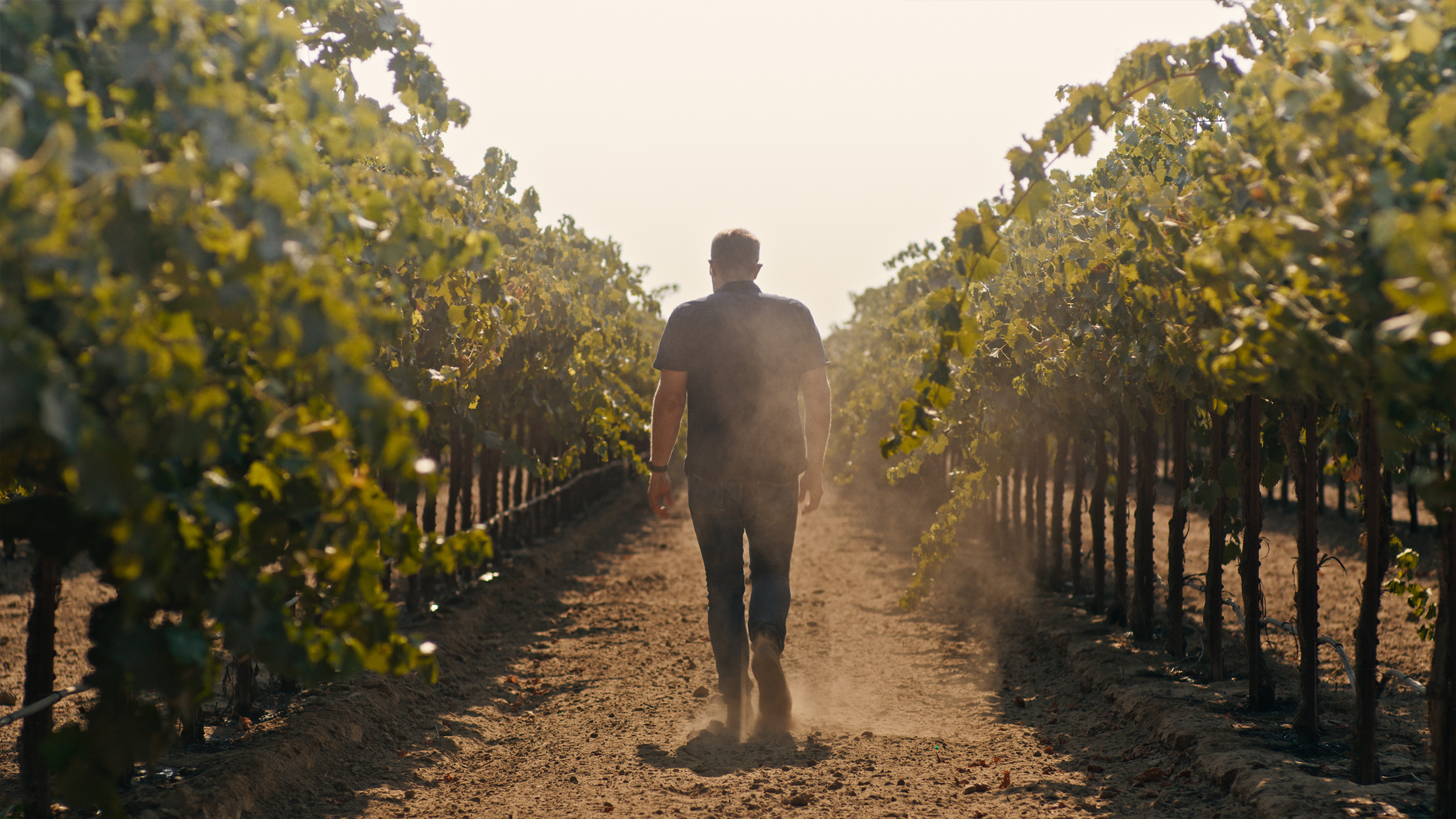 A man walking down a dirt path between rows of grapevines in a vineyard, with dust being kicked up as they walk.